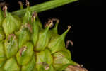 Sulphur sedge